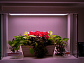植物栽培向けLED照明のデモ