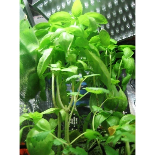 省エネ 防水 高出力  RGB  植物LED照明器具LED FS-ZWD-10W-174A (L)