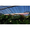 太陽光のようなLED植物灯 FS-ZWD-10W-168A(P) 画像