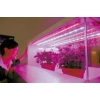 太陽光のようなLED植物灯 FS-ZWD-300W-288A(p) 画像