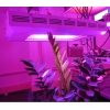 160W APOLLO植物育成ライト KT-APZW-160RB-LDG 画像