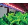 植物栽培用LED照明 ライン型LED照明